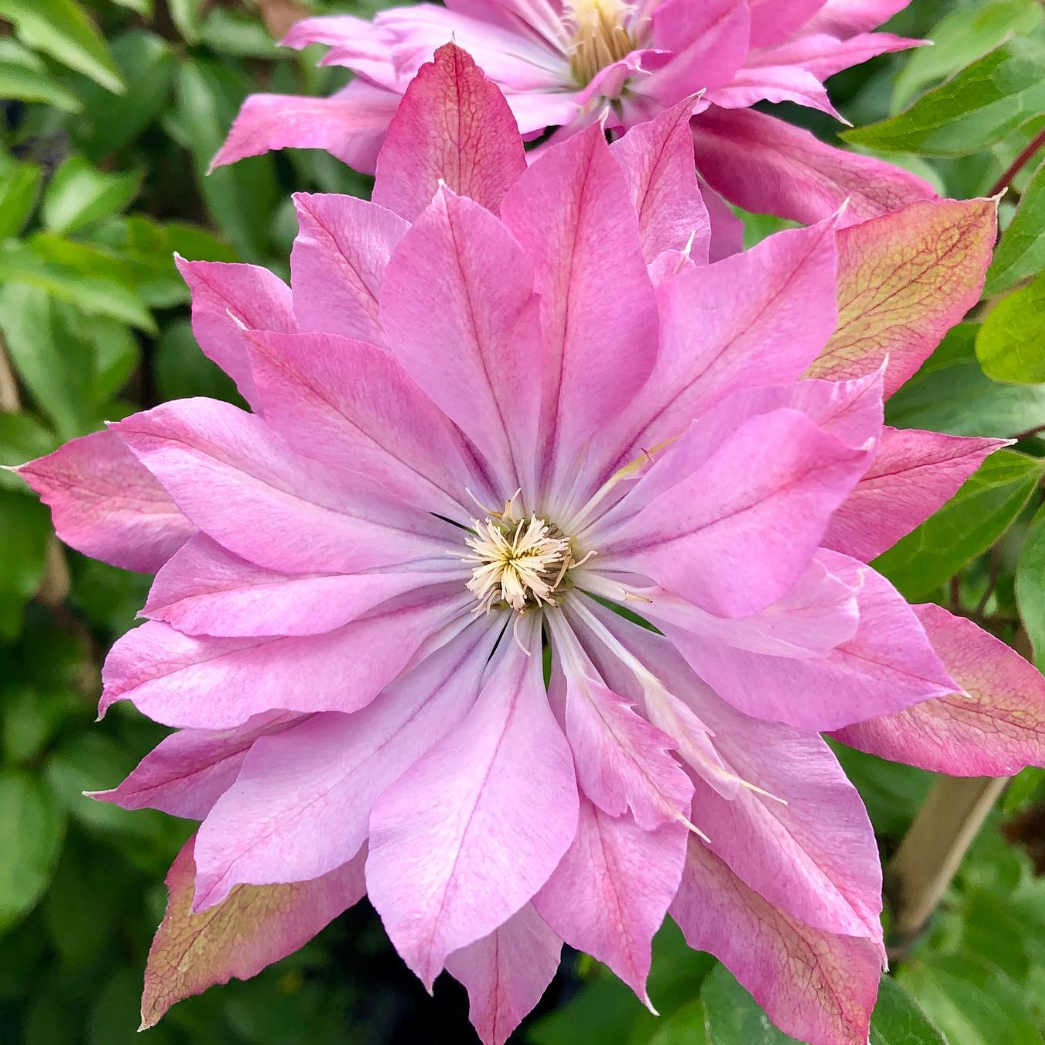 Clématite 'Violet Elizabeth'