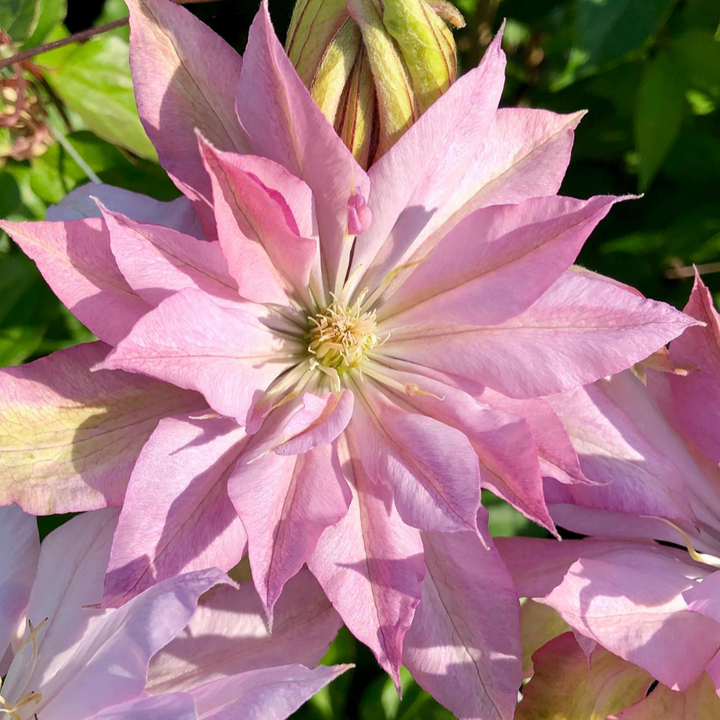 Clématite 'Violet Elizabeth'