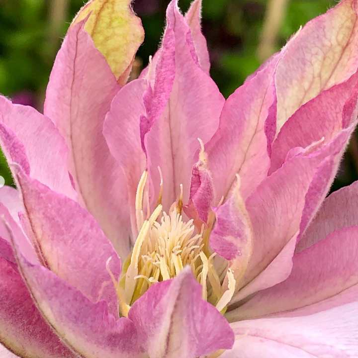 Clématite 'Violet Elizabeth'