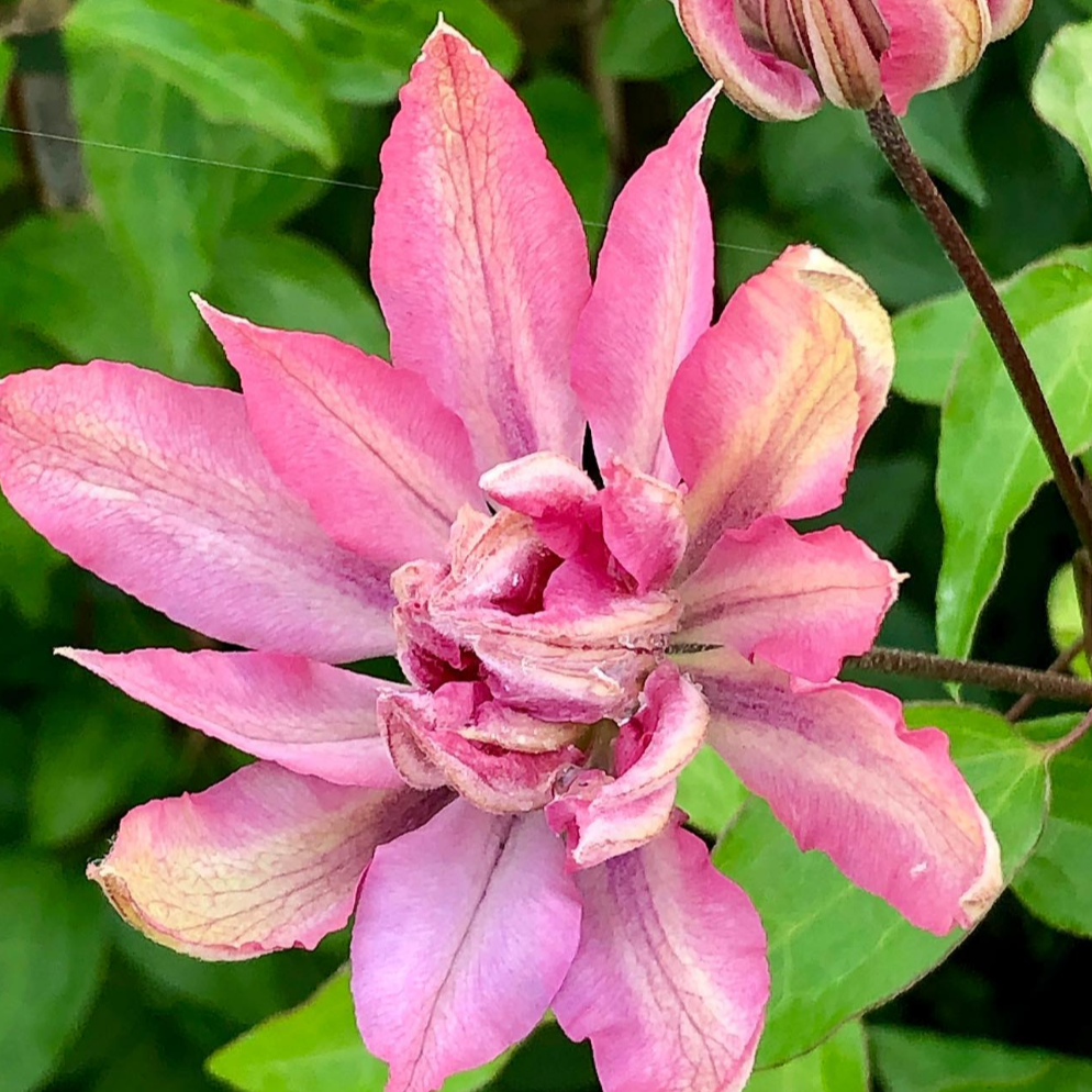 Clématite 'Violet Elizabeth'