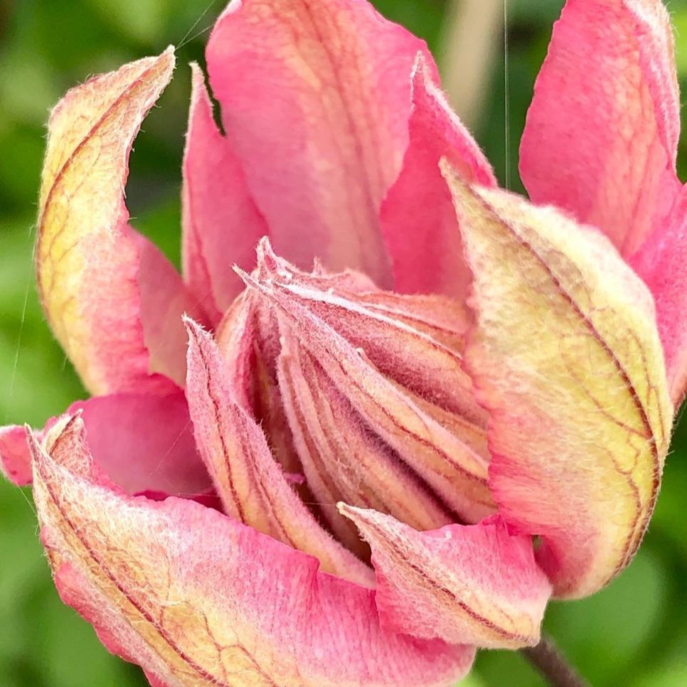 Clématite 'Violet Elizabeth'