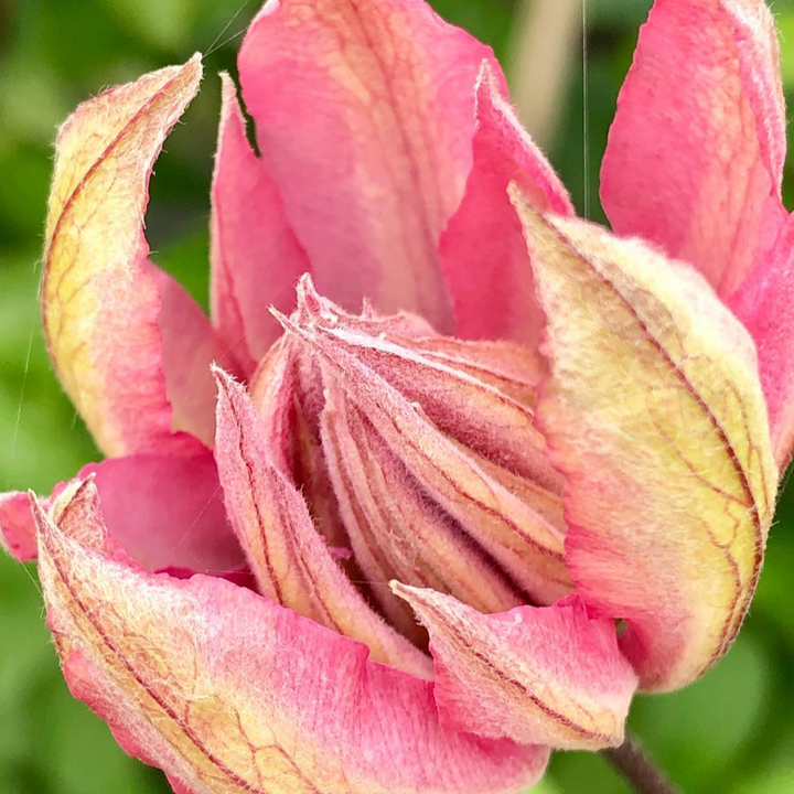 Clématite 'Violet Elizabeth'