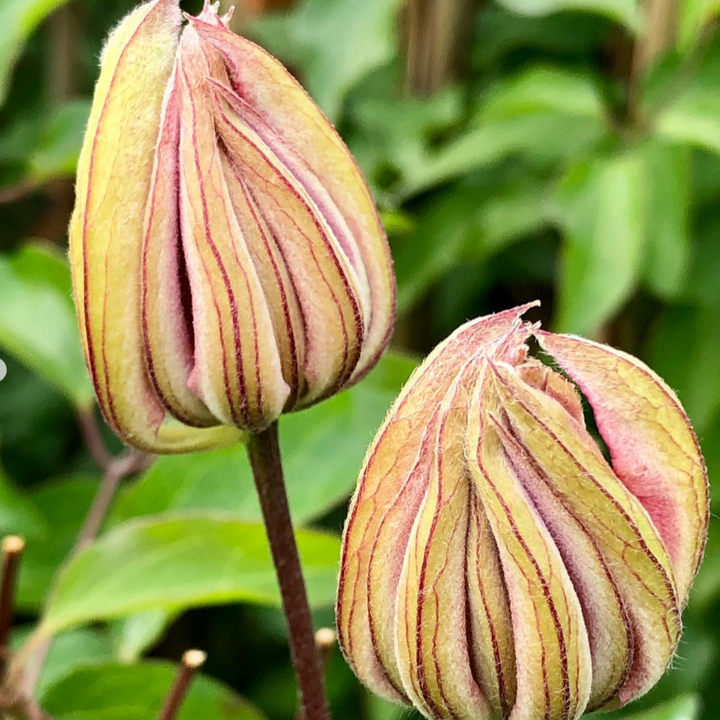 Clématite 'Violet Elizabeth'