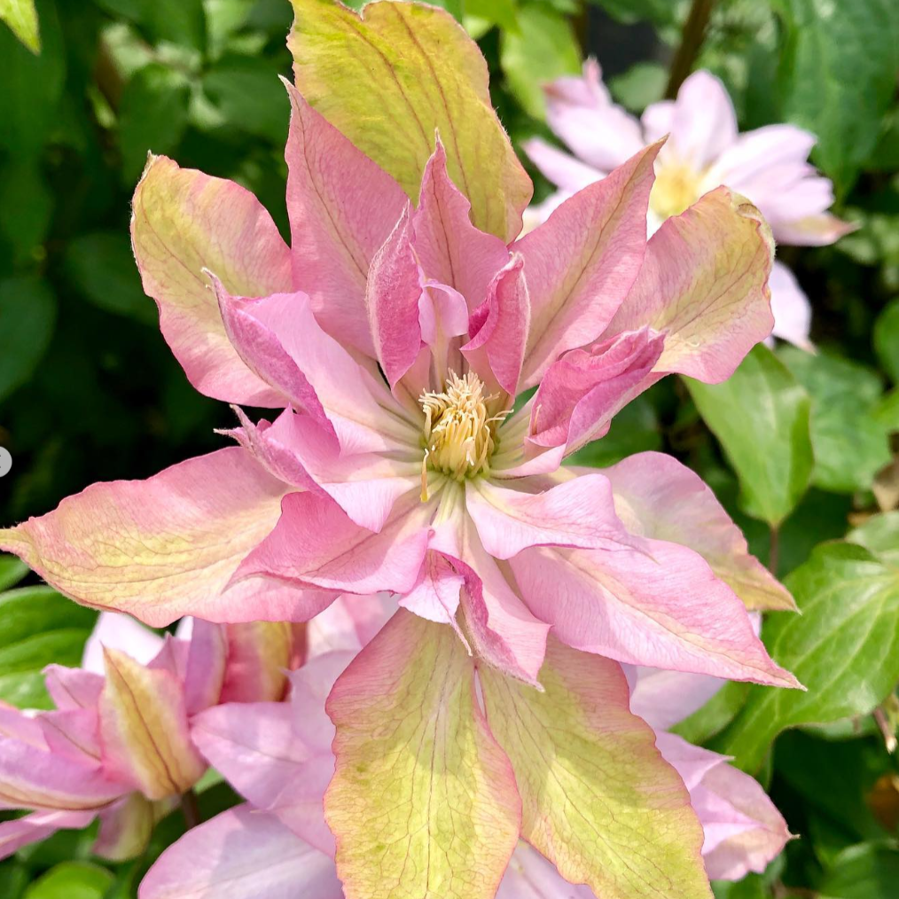 Clématite 'Violet Elizabeth'