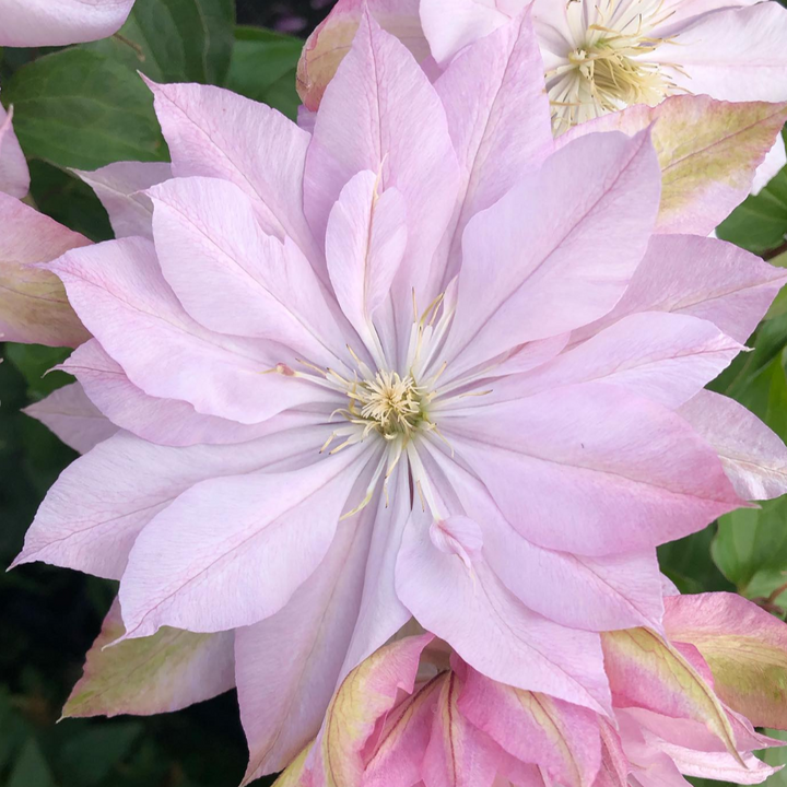 Clématite 'Violet Elizabeth'