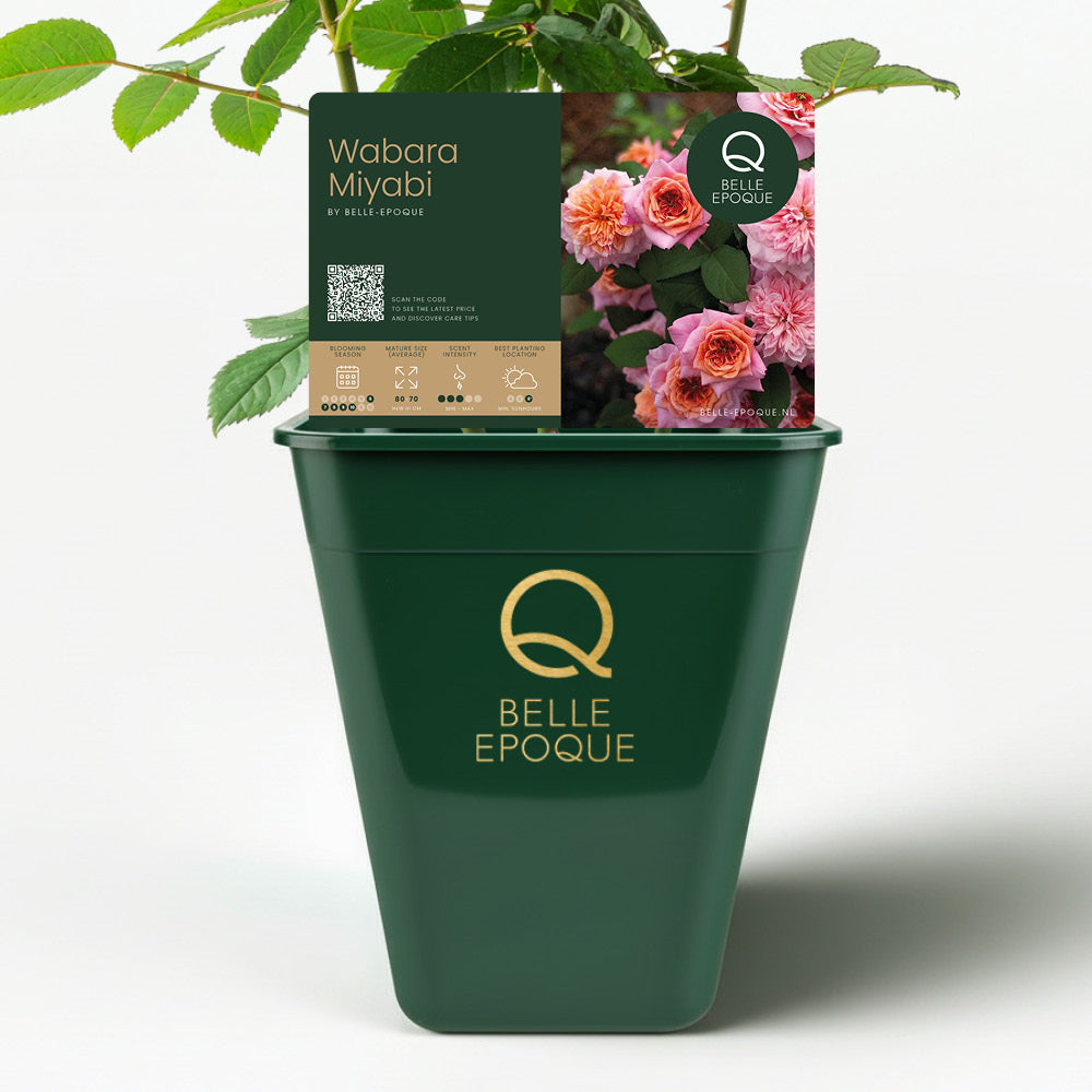 Japanese rose Miyabi (Wabara)