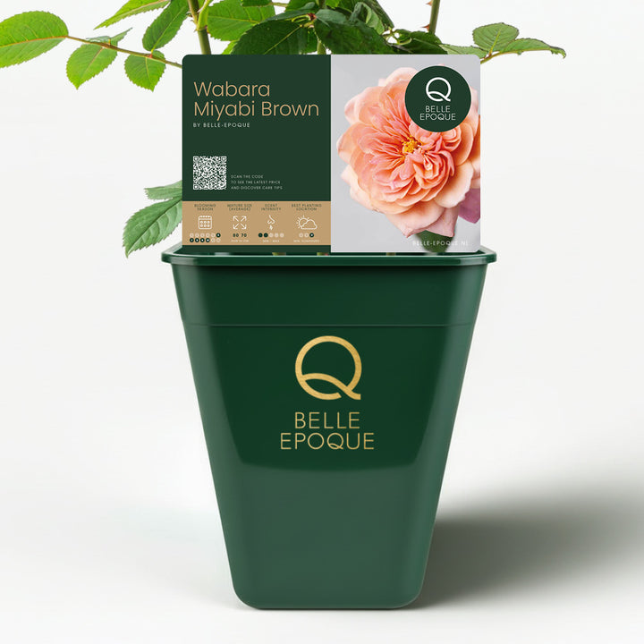 Japanse roos Miyabi Gen (Wabara)