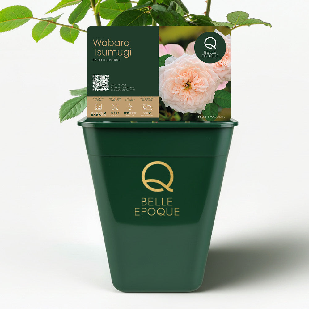 Japanische Rose Tsumugi (Wabara)