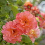 Westerland