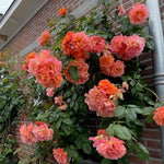 Westerland