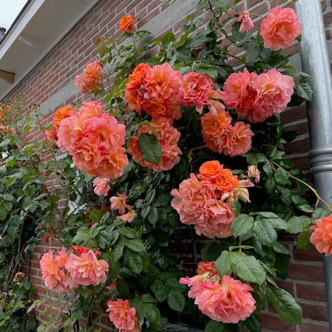 Westerland (XL Klimroos)