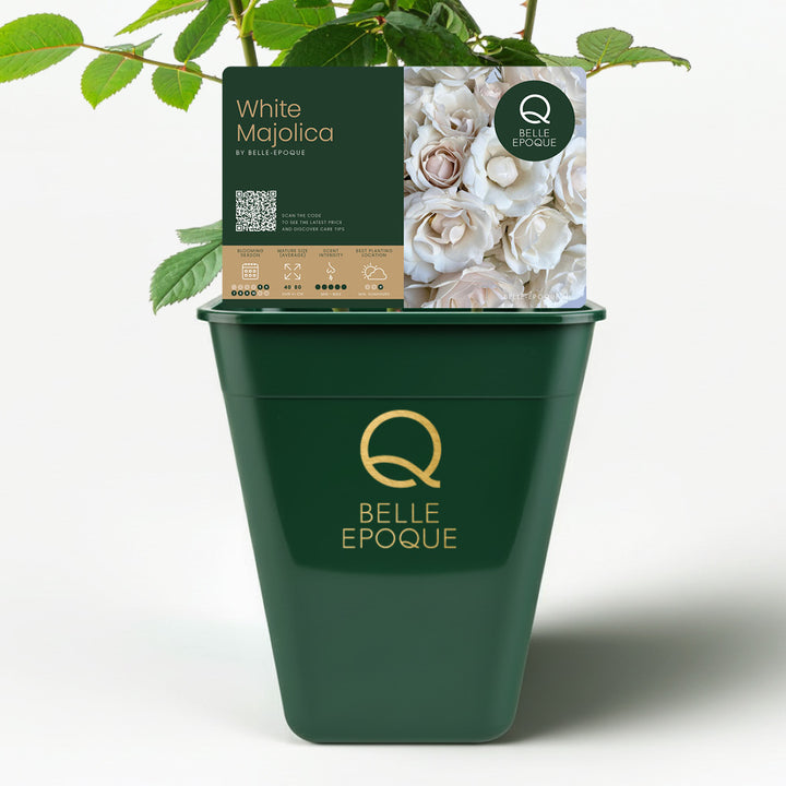 Majolica White (NEW 2026)