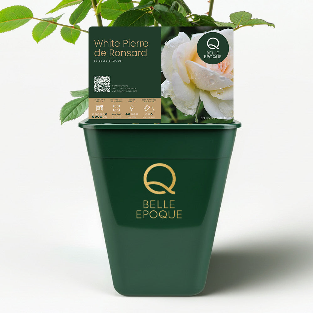 Weiße Pierre de Ronsard (Eden Rose)