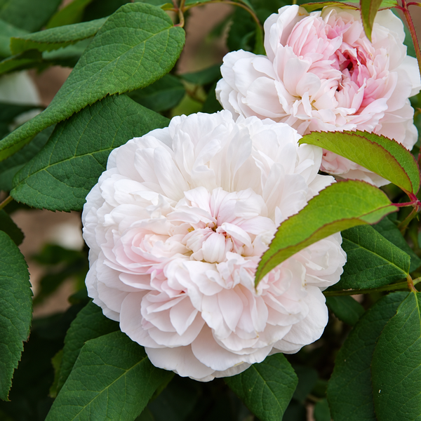 White Jacques Cartier