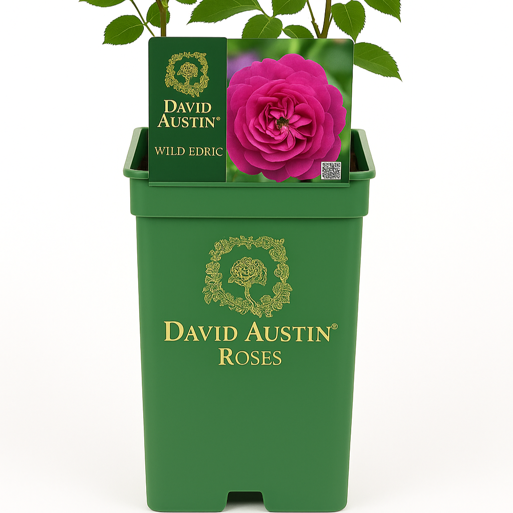 Wild Edric (Aushedge)