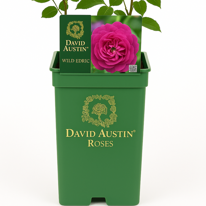 Wild Edric (Aushedge)