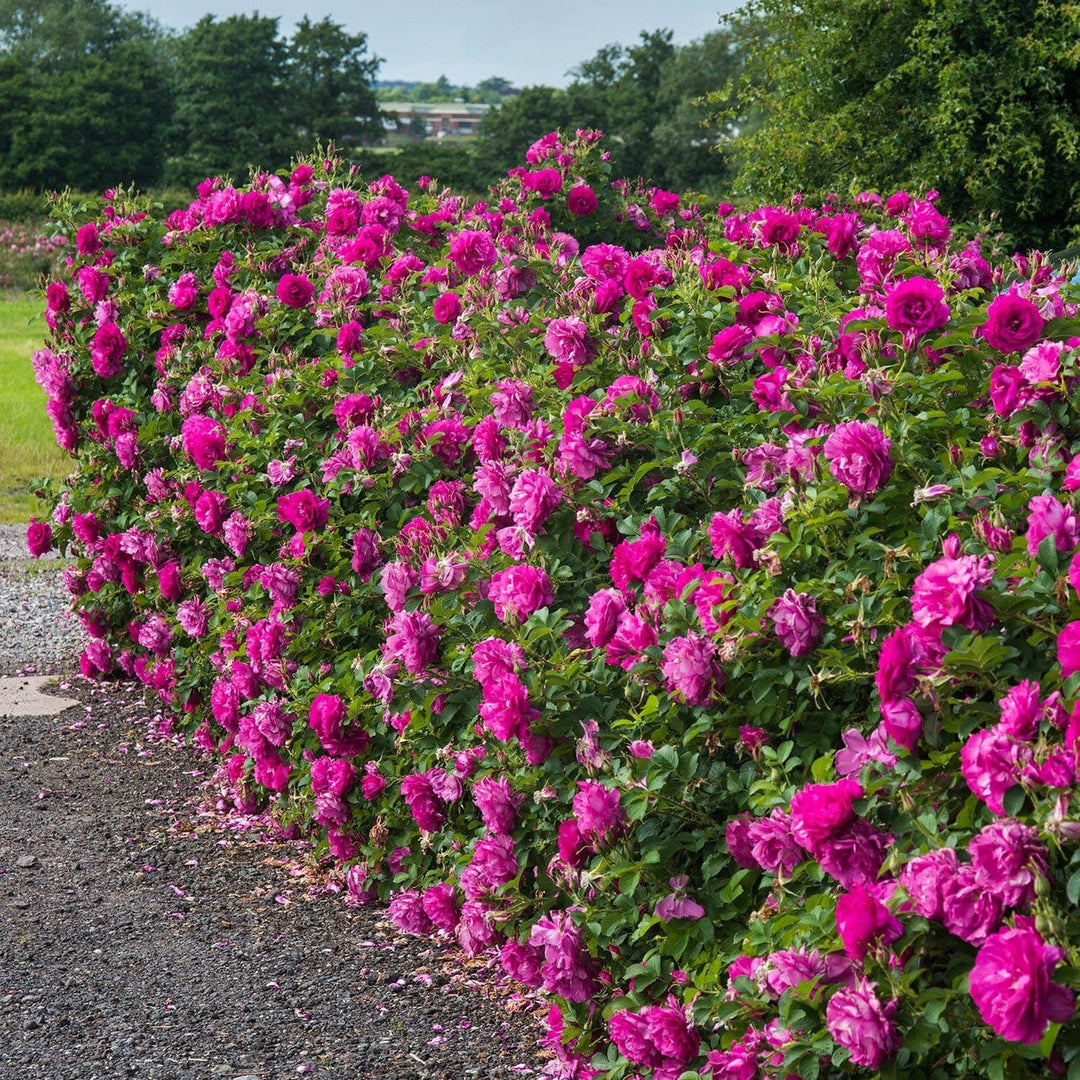 Wild Edric (Aushedge)