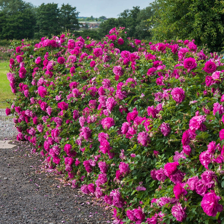 Wild Edric (Aushedge)