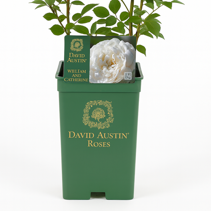 William and Catherine (Ausrapper)