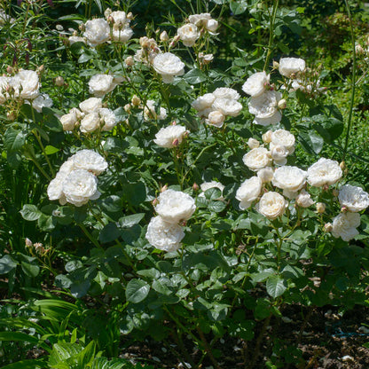 William and Catherine (Ausrapper) Bare root