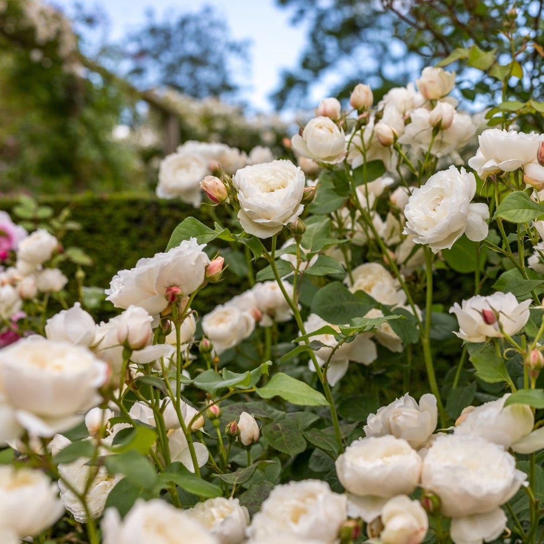 William and Catherine (Ausrapper)