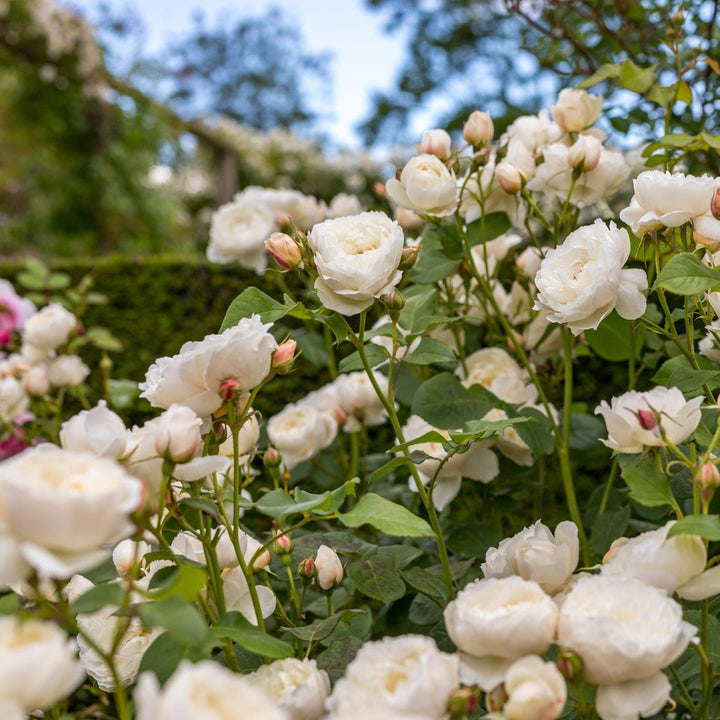 William and Catherine (Ausrapper)