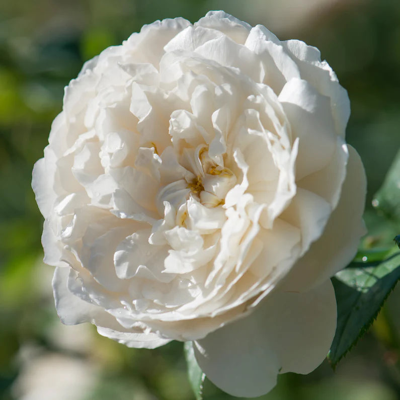 William and Catherine (Ausrapper)