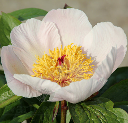 Paeonia 'Winterhur'