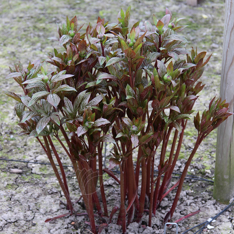 Paeonia 'Winterhur'