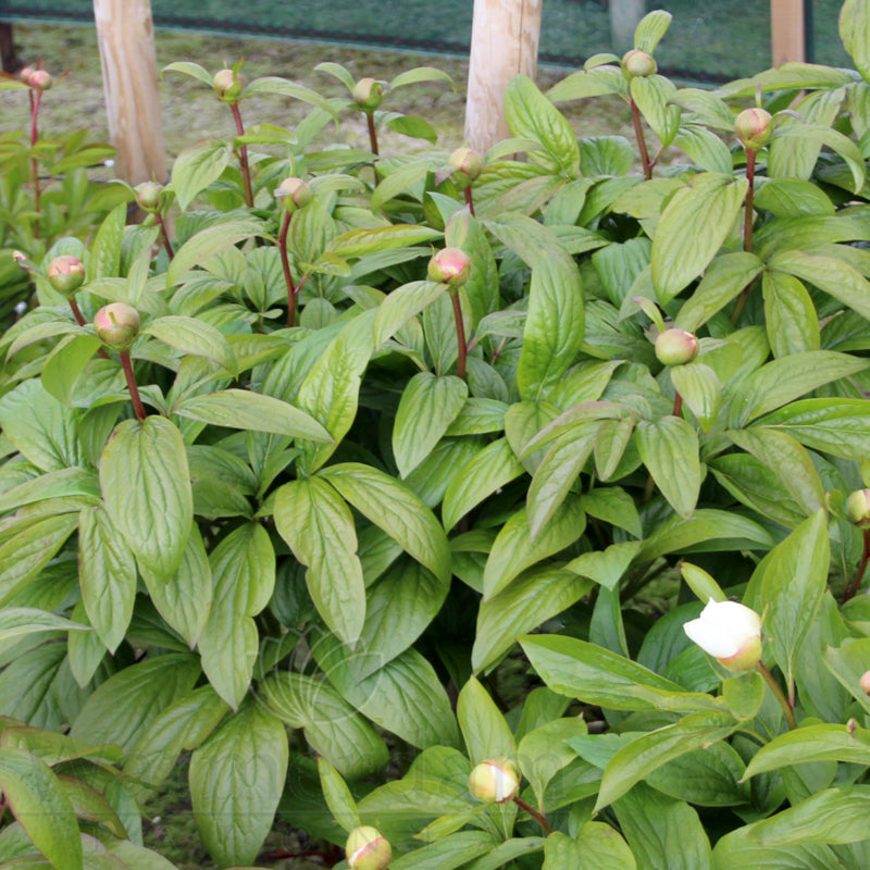 Paeonia 'Winterhur'