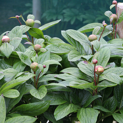 Paeonia 'Winterhur'