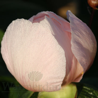 Paeonia 'Winterhur'