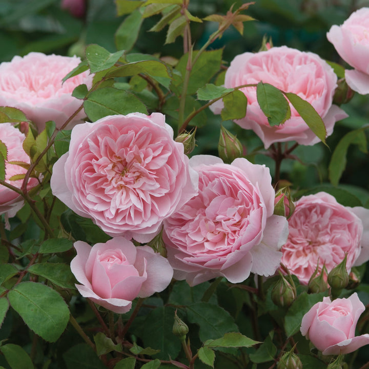 Wisley 2008 (Ausbreeze)