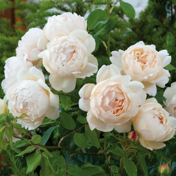 Wollerton Old Hall (Ausblanket)