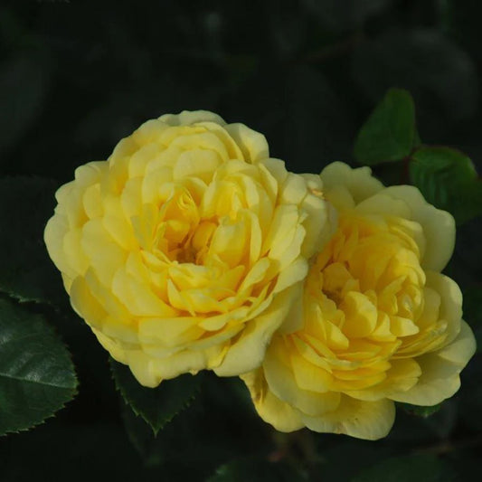 Border package Belle Epoque Yellow (10 roses)