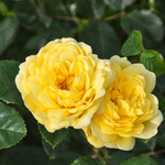 Yellow Meilove