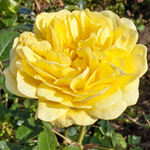 Yellow Meilove