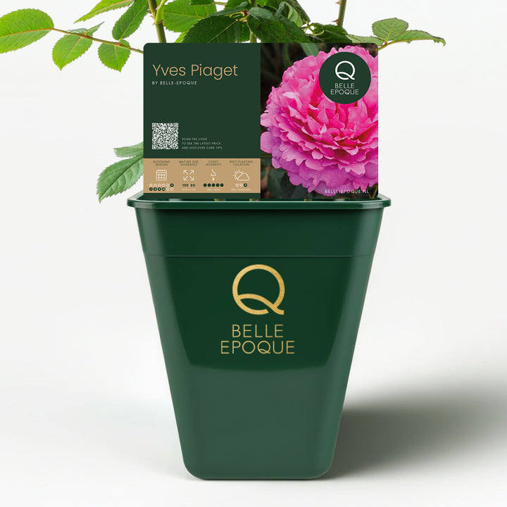 CL. Yves Piaget (climbing rose)