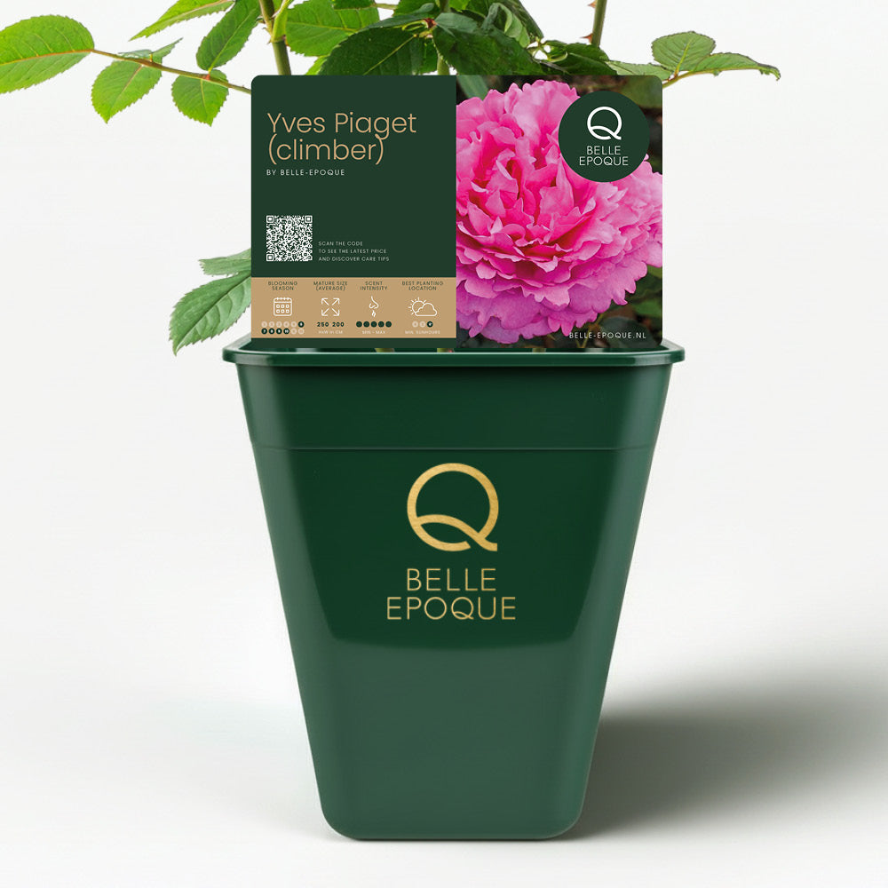 CL. Yves Piaget (climbing rose)