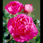 CL. Yves Piaget (Kletterrose)