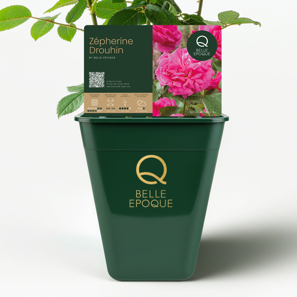 Zéphirine Drouhin (XL Climbing Rose)