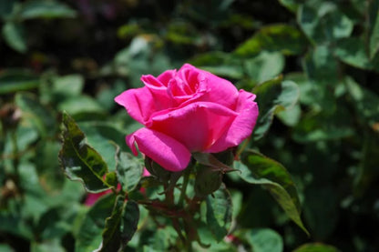 Zephirine Drouhin