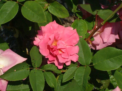 Zephirine Drouhin