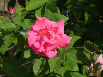 Zephirine Drouhin