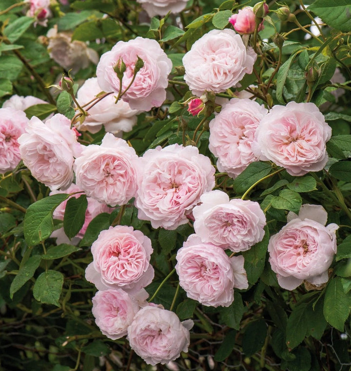 The Albrighton Rambler (Ausmobile)