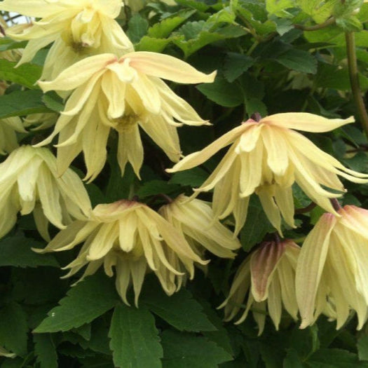 Clematis 'Amber'