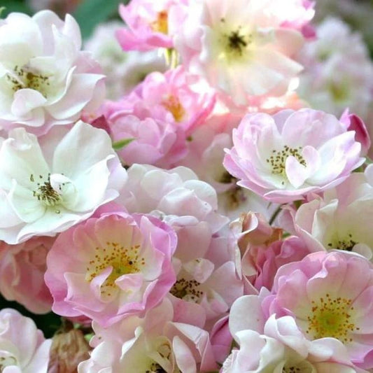 Apple Blossom - Belle Epoque