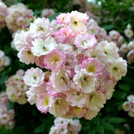 Apple Blossom - Belle Epoque