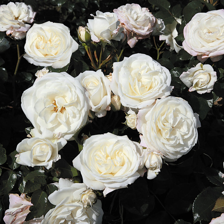 Aspirin Rose (op stam)