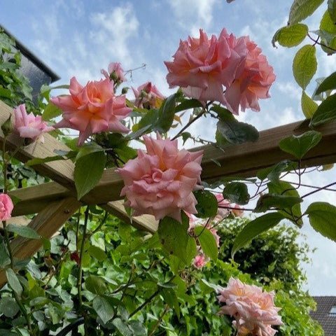 Bantra Bay - Belle Epoque